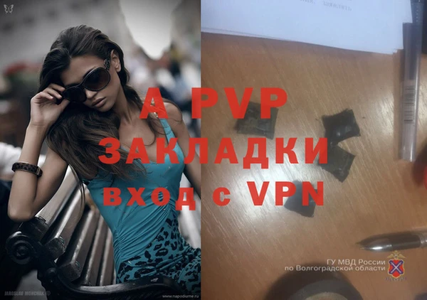 сатива Белокуриха